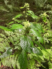 Ageratina