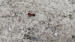 Camponotus floridanus