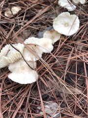 Marasmius