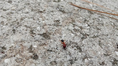 Camponotus floridanus