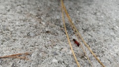 Camponotus floridanus
