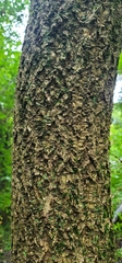 Fraxinus nigra