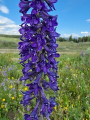 Delphinium glaucum