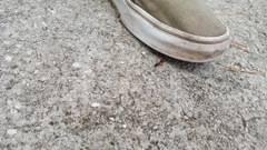 Camponotus floridanus