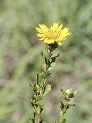 Grindelia lanceolata