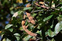 Lonchocarpus sericeus