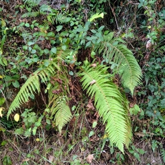 Polystichum setiferum