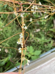 Cuscuta gronovii