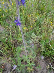 Delphinium glaucum