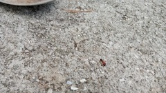 Camponotus floridanus