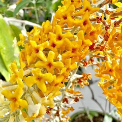 Buddleja madagascariensis