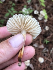 Marasmius