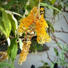 Buddleja madagascariensis
