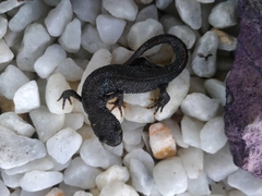 Triturus cristatus