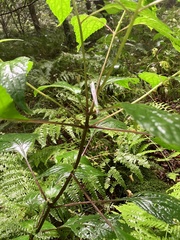 Ageratina