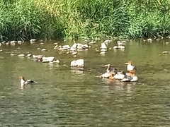 Mergus merganser