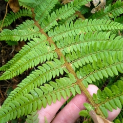 Polystichum setiferum