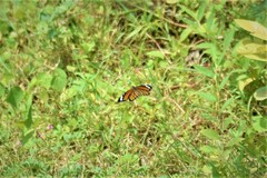 Danaus genutia
