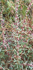 Suaeda maritima