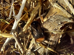 Bombus lapidarius