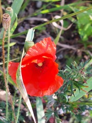 Papaver rhoeas