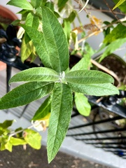 Buddleja madagascariensis