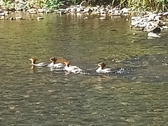 Mergus merganser