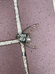Hyalessa maculaticollis