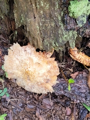 Neolentinus lepideus