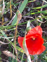 Papaver rhoeas