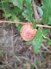 Andricus quercustozae