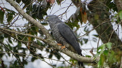 Chondrohierax uncinatus