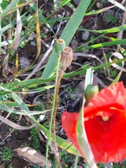 Papaver rhoeas