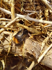 Bombus lapidarius