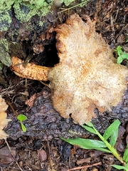 Neolentinus lepideus
