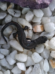 Triturus cristatus