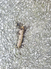 Anisota pellucida