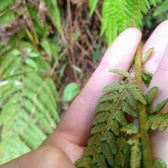 Polystichum setiferum