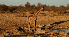 Giraffa camelopardalis angolensis