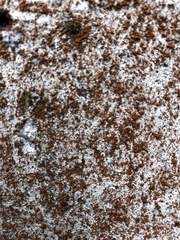 Xanthocarpia feracissima