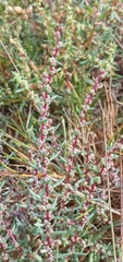 Suaeda maritima