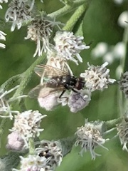 Muscoidea