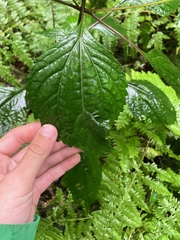 Ageratina