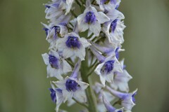 Delphinium glaucum