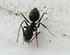 Formicidae