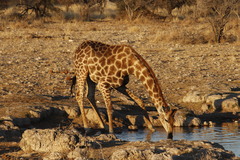 Giraffa camelopardalis angolensis