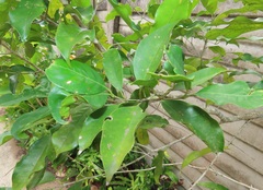 Chionanthus peglerae