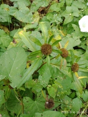 Bidens radiata