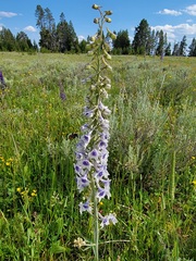 Delphinium glaucum