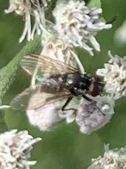 Muscoidea